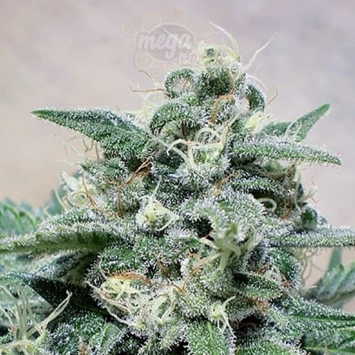POSITRONICS - Supercheese