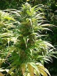Durban Poison