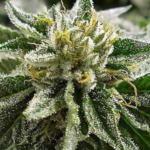 MEDICAL SEEDS - Canadian Kush