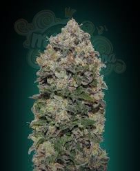 00 SEEDS BANK - Northern Lights
