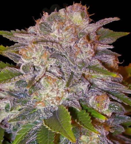 DELICOUS SEEDS - Caramelo