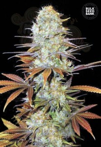 BULK SEED BANK - Sunmango