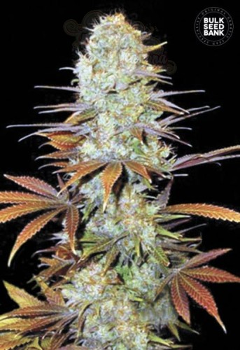 BULK SEED BANK - Sunmango