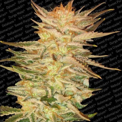 PARADISE SEEDS - Ice Cream