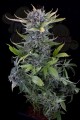 DINAFEM - White Widow Autoflowering