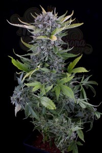 DINAFEM - White Widow Autoflowering