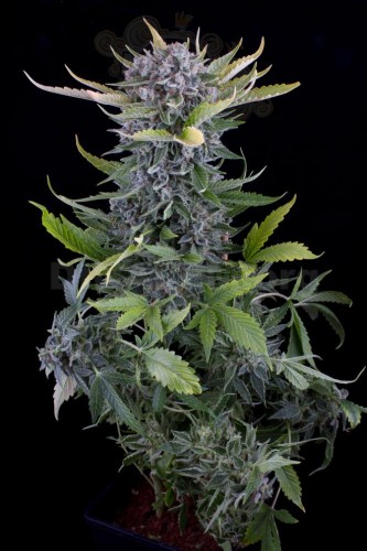 DINAFEM - White Widow Autoflowering
