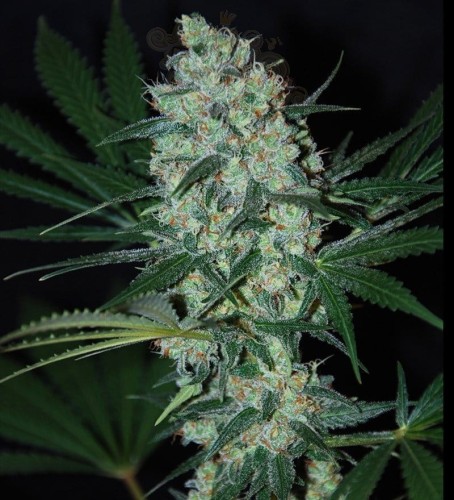 SAMSARA - Green Love Potion