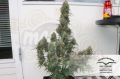 DUTCH PASSION - Auto Blueberry®