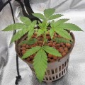 BARNEY'S FARM - Gorilla Zkittlez