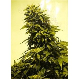 Biological Seeds - AUTO AK 47