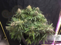 DUTCH PASSION - Auto Cinderella Jack®