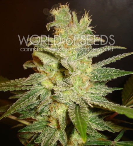 WORLD OF SEEDS - Northern Light X Big Bud Ryder Auto