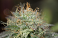 DINAFEM - Remo Chemo