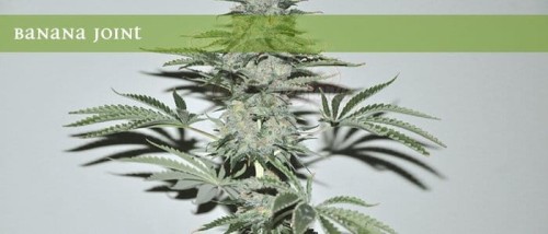 ELITE SEEDS - Banana Joint