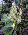 N.Y.C Diesel