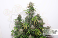 DUTCH PASSION - Auto Blackberry Kush®