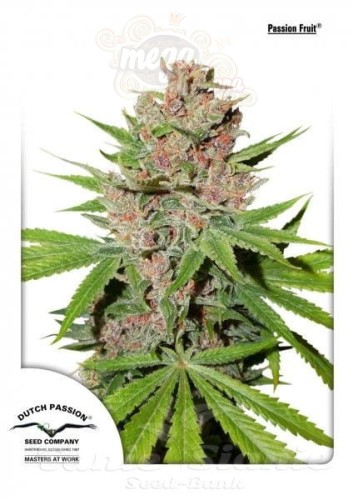 DUTCH PASSION - Passion Fruit®