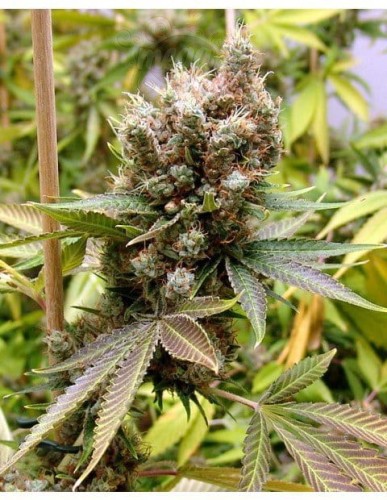 SOMA SEEDS - Somalicious