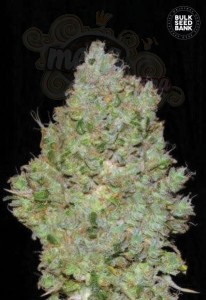BULK SEED BANK - Jack Hair