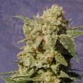 KANNABIA SEED - BCN Diesel CBD