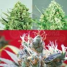 POSITRONICS - Sativa Collector