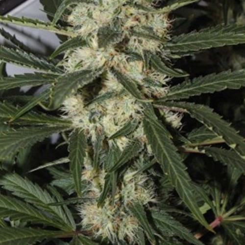 AMARANTA SEEDS - Northern Light