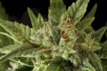 DINAFEM - Fruit Autoflowering