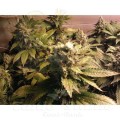 PARADISE SEEDS - Acid