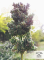 DUTCH PASSION - Auto Blueberry®