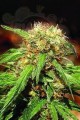 SWEET SEEDS - Sweet Tai
