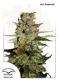 DUTCH PASSION - Auto Blueberry®