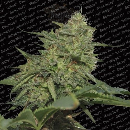 PARADISE SEEDS - Original Cheese (IBL)