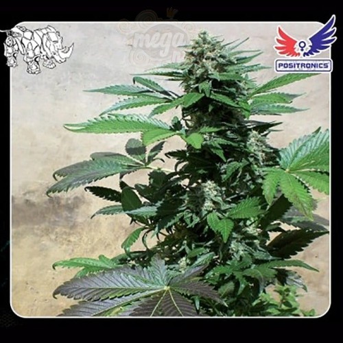 POSITRONICS - Blue Rhino