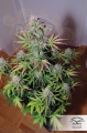 DUTCH PASSION - Auto Blackberry Kush®