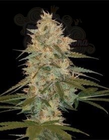 DNA GENETICS - Chocolope Kush