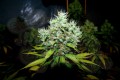 N.Y.C Diesel