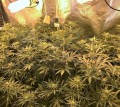 BARNEY'S FARM - Gorilla Zkittlez