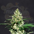 KANNABIA SEED - Amnesi-K Lemon