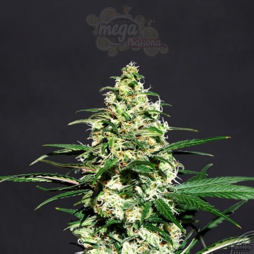 KANNABIA SEED - Amnesi-K Lemon