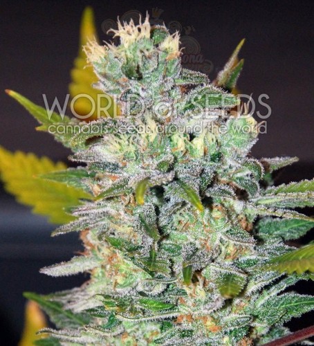 WORLD OF SEEDS - Space