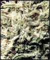 GREEN HOUSE SEEDS - White Rhino