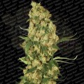 PARADISE SEEDS - Wappa