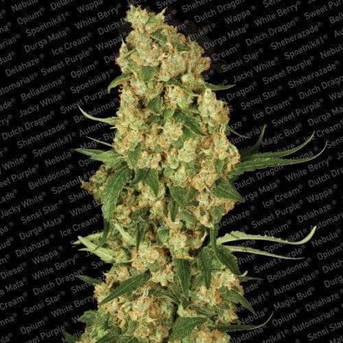 PARADISE SEEDS - Wappa