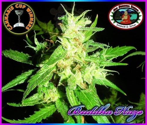 BIG BUDDHA SEEDS - Buddha Haze