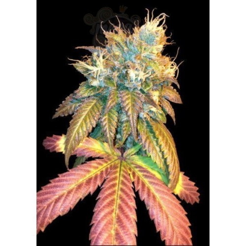 DNA GENETICS - Sour Secret