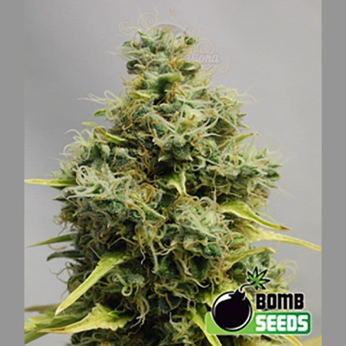 BOMB SEEDS - Big Bomb