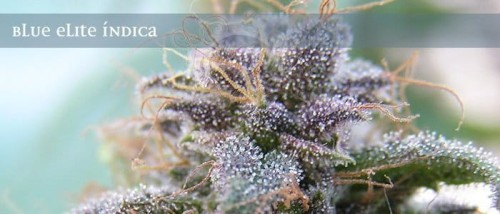 ELITE SEEDS - Blue Elite Sativa