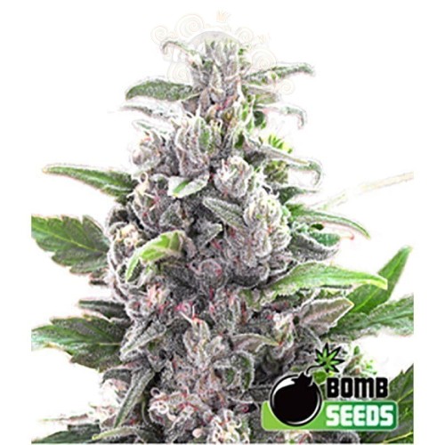 BOMB SEEDS - THC Bomb Auto