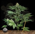 DINAFEM - Roadrunner Autoflowering